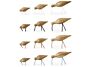 2_zShorebirds_all.jpg