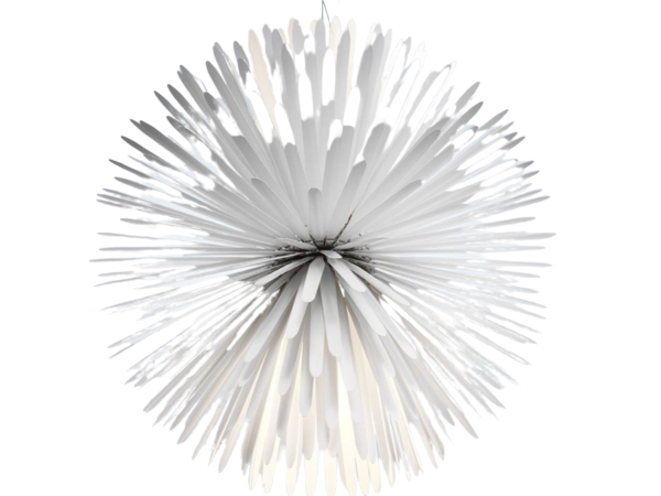 1_blanc-removebg (1).png