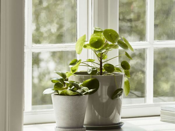 5_Flowerpot with Saucer grey_Botanical Family light grey.jpg