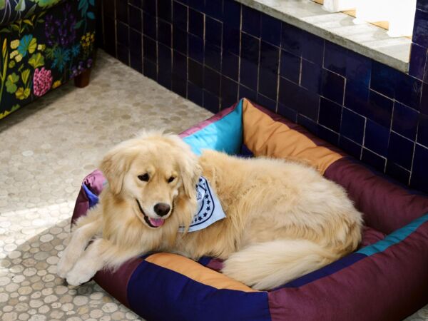 5_HAY Dogs Scarf light blue_HAY Dogs Bed L burgundy and green.jpg