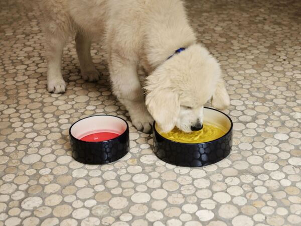 5_HAY Dogs Bowl S blue and red and off-white_HAY Dogs Bowl L blue and yellow and off-white.jpg