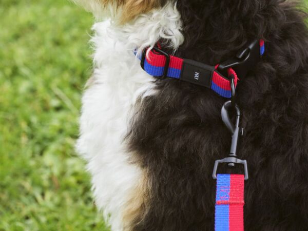 5_HAY Dogs Leash Flat M L red and blue.jpg