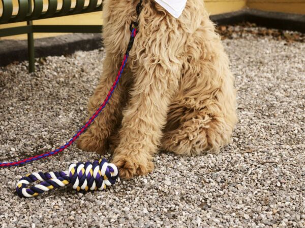 5_HAY Dogs Rope Toy blue and purple and ochre_HAY Dogs Leash Braided red and blue_HAY Dogs Scarf off-white.jpg
