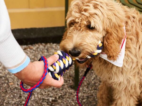 5_Hay dogs rope toy.jpg