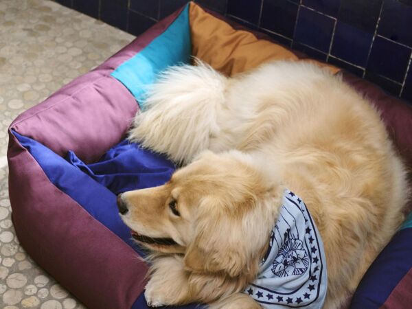 5_HAY Dogs Scarf light blue.jpg