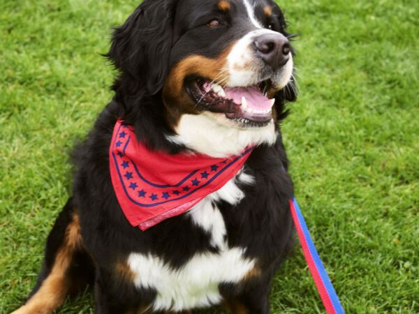 5_HAY Dogs Leash Flat M-L red and blue.jpg
