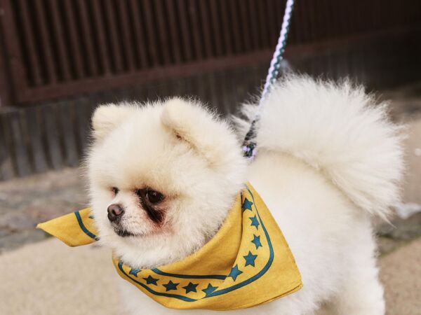 5_HAY Dogs Scarf ochre.jpg