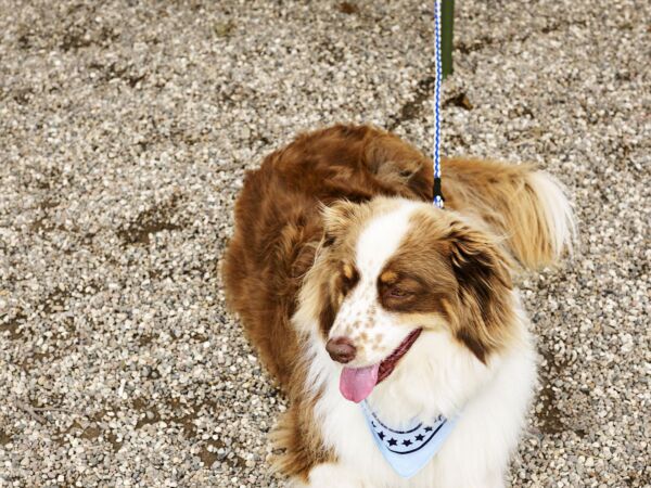 5_HAY Dogs Scarf light blue.jpg