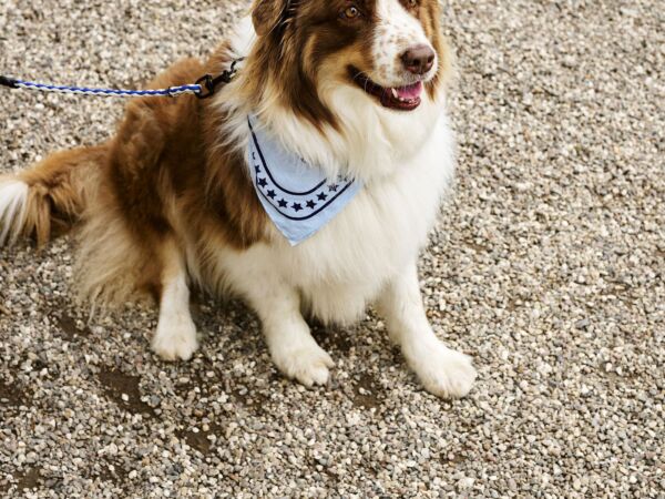 5_HAY Dogs Scarf light blue.jpg