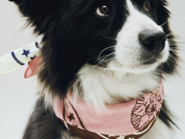 5_HAY Dogs Scarf Recycled 03.jpg