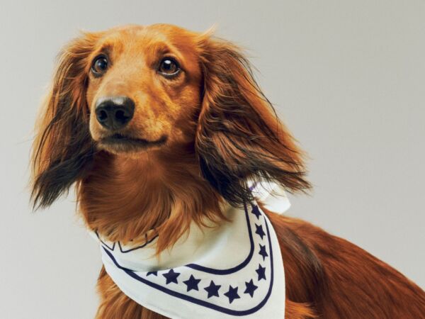5_HAY Dogs Scarf Recycled off-white with blue.jpg