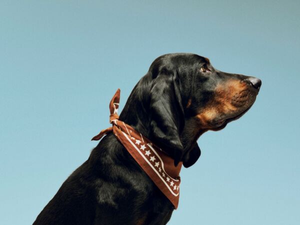 5_HAY Dogs Scarf Recycled brown.jpg
