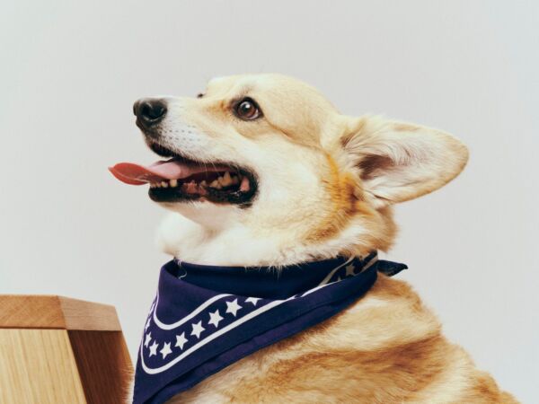 5_HAY Dogs Scarf Organic dark blue.jpg