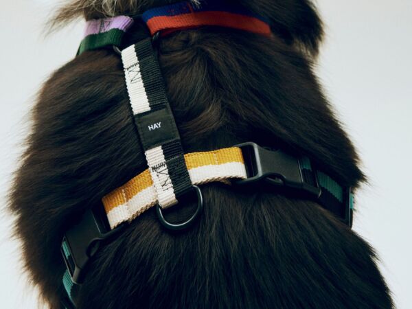 5_HAY Dogs Harness M multi colour.jpg