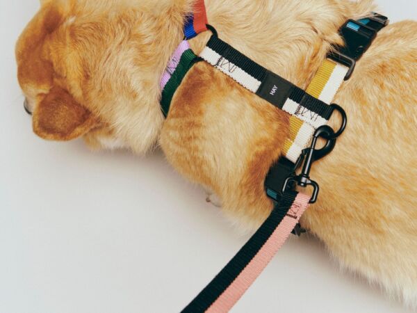 5_HAY Dogs Harness M multi colour_HAY Dogs Leash Flat M-L pink and black.jpg
