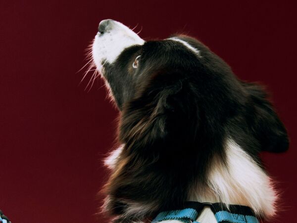 5_HAY Dogs Harness M blue and black_HAY Dogs Leash Adjustable Braided M-L blue and black02.jpg