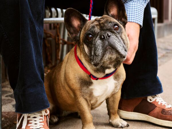 5_hay dogs collar amb1.jpg