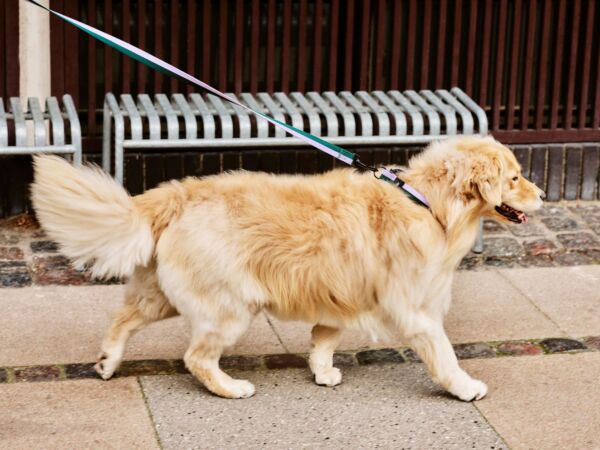 5_hay dogs collar amb7.jpg