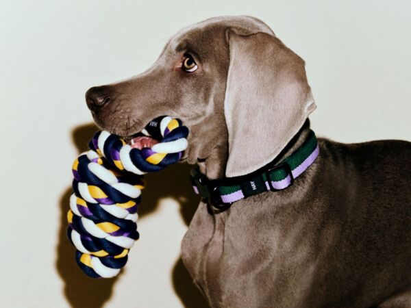 5_hay dogs collar amb.jpg